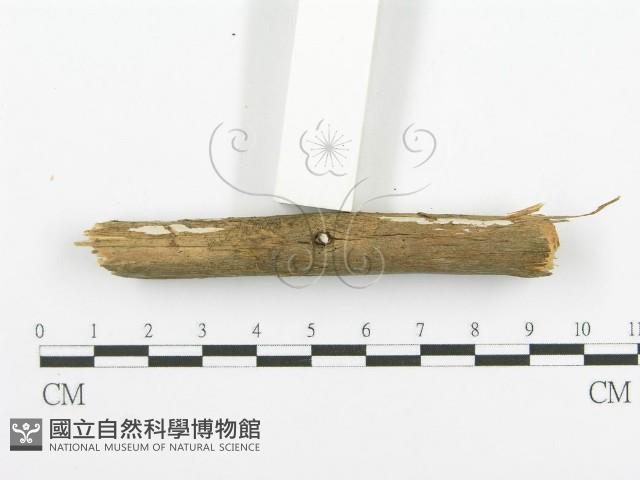 登錄號:F0001218藏品圖，第5張