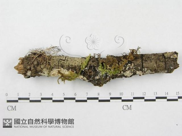 絲皮菌屬藏品圖，第5張