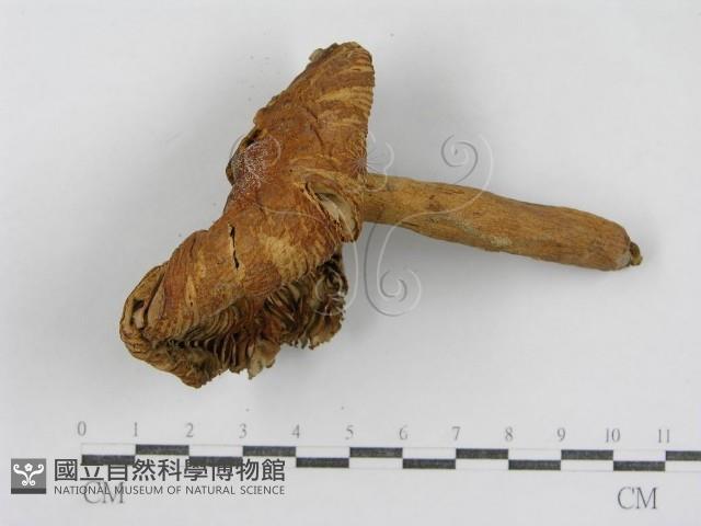 登錄號:F0007618藏品圖，第5張