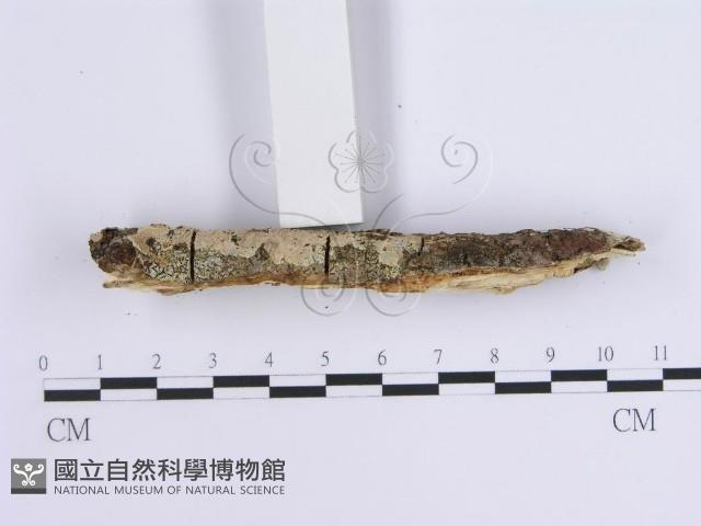 登錄號:F0015718藏品圖，第5張
