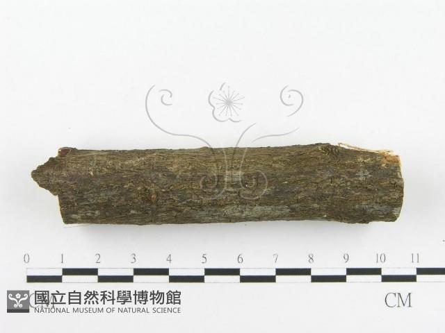 登錄號:F0020518藏品圖，第5張