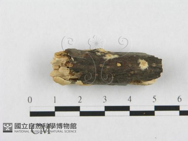 登錄號:F0017518藏品圖，第5張