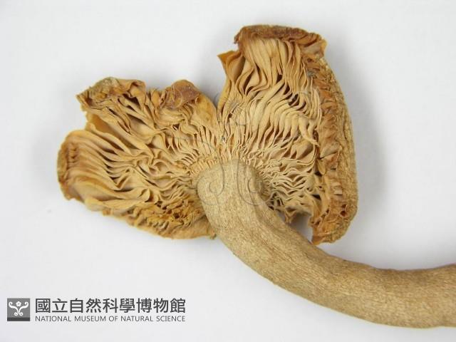 登錄號:F0005518藏品圖，第5張