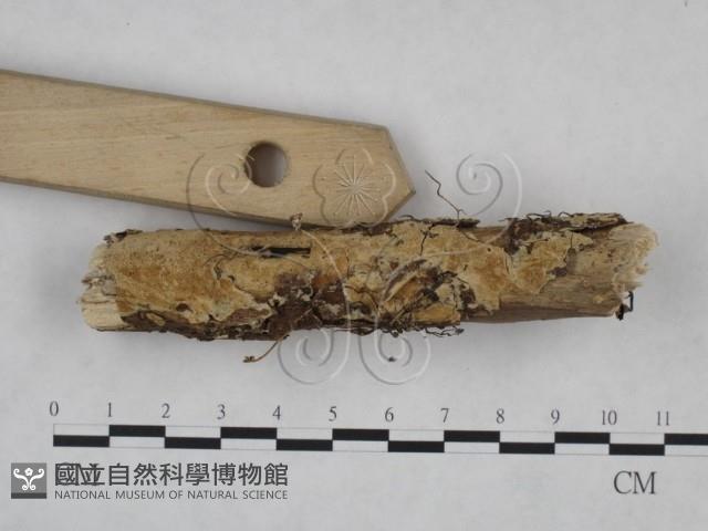 登錄號:F0025118藏品圖，第5張