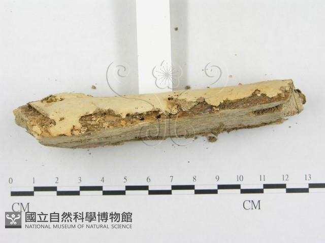 登錄號:F0005118藏品圖，第5張