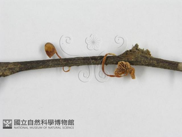 微皮傘屬藏品圖，第5張