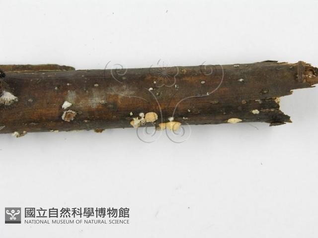 裂褶菌藏品圖，第5張