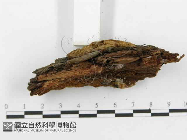 登錄號:F0017318藏品圖，第5張