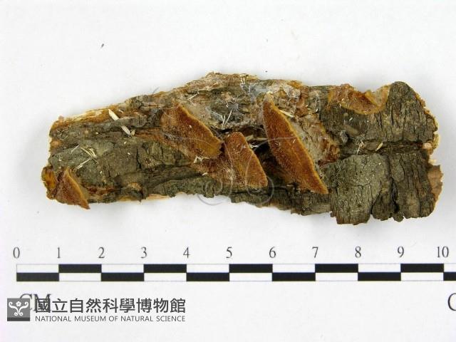 登錄號:F0017258藏品圖，第5張