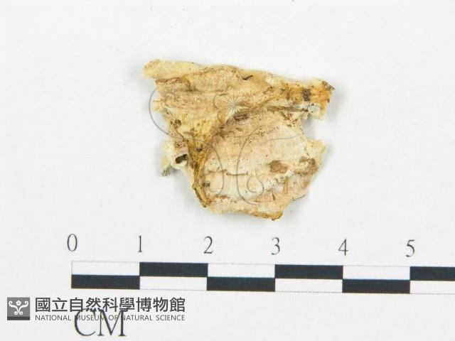 登錄號:F0019758藏品圖，第5張