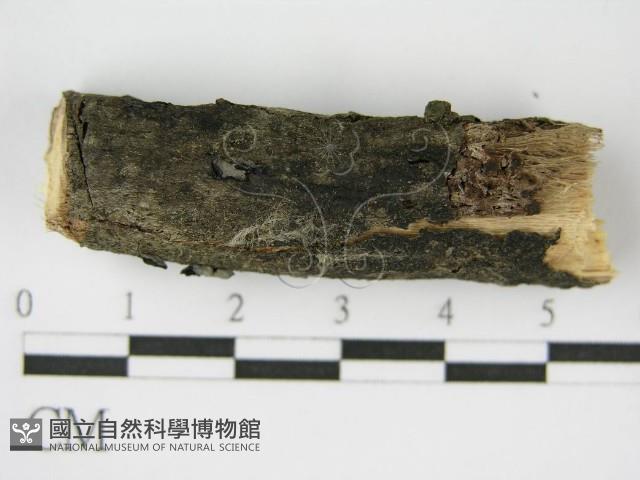 登錄號:F0017158藏品圖，第5張