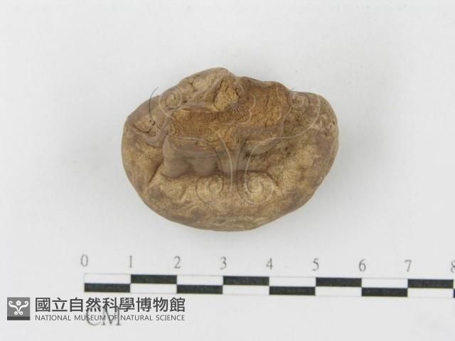 紫色禿馬勃藏品圖，第5張