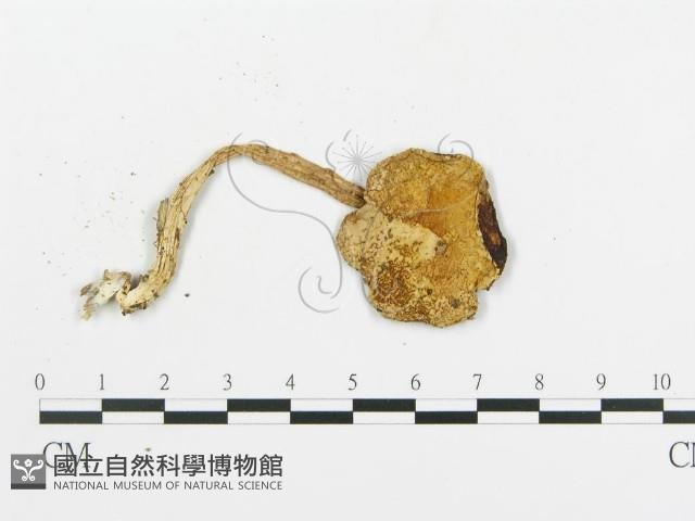 登錄號:F0010948藏品圖，第5張