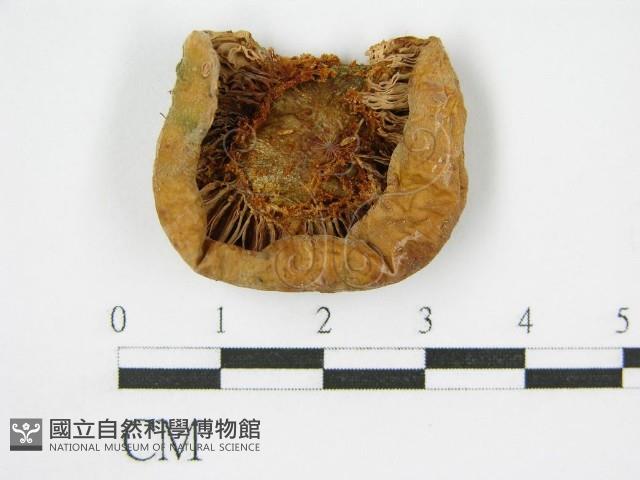 登錄號:F0004948藏品圖，第5張