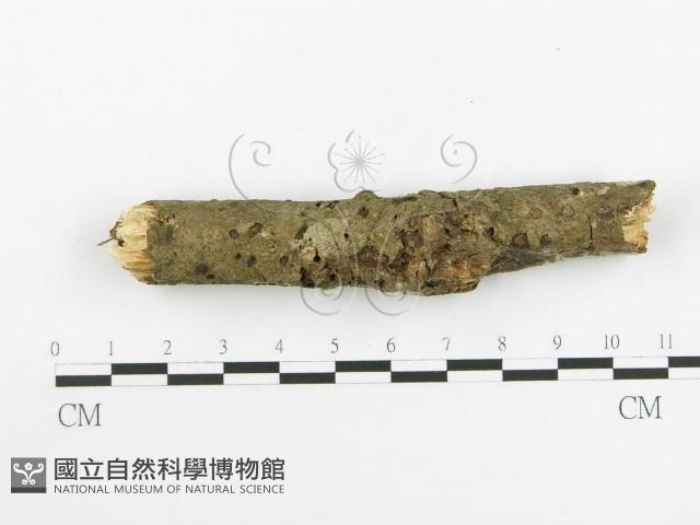 登錄號:F0020448藏品圖，第5張