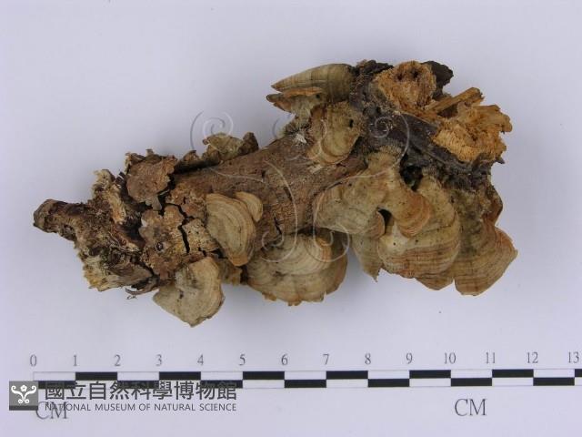 韌革菌屬藏品圖，第5張