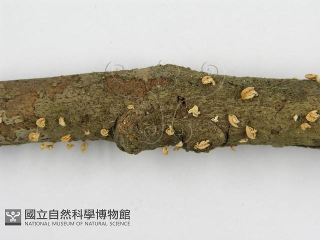 微皮傘屬藏品圖，第5張