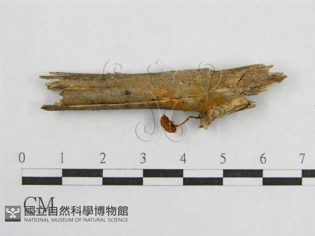 盔孢傘屬藏品圖，第5張