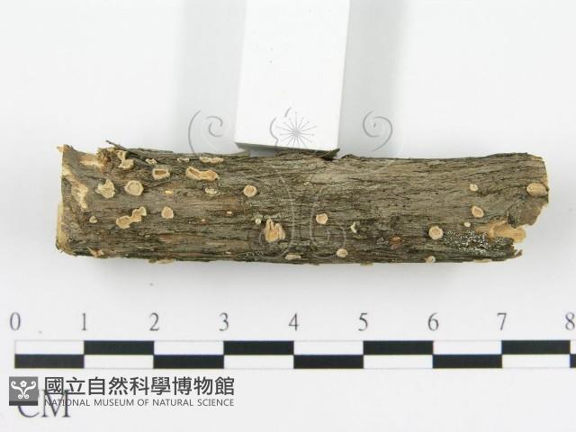 盤革菌屬藏品圖，第5張