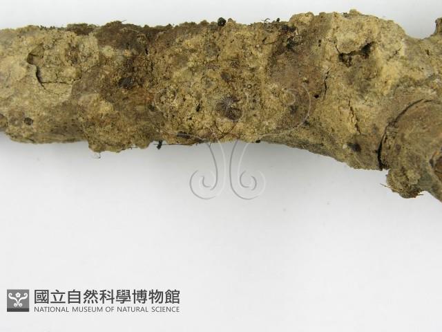 登錄號:F0013148藏品圖，第5張