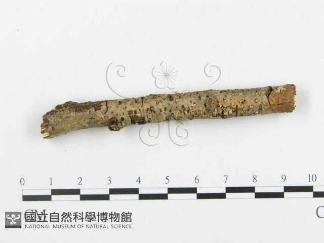 登錄號:F0001048藏品圖，第5張
