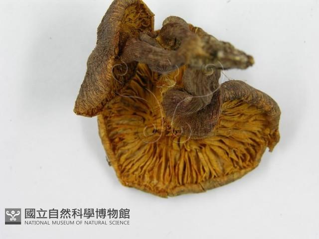 登錄號:F0004348藏品圖，第5張