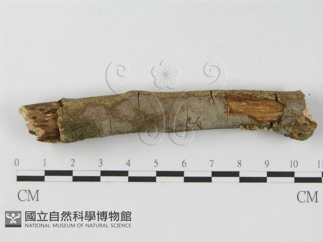 登錄號:F0012838藏品圖，第5張