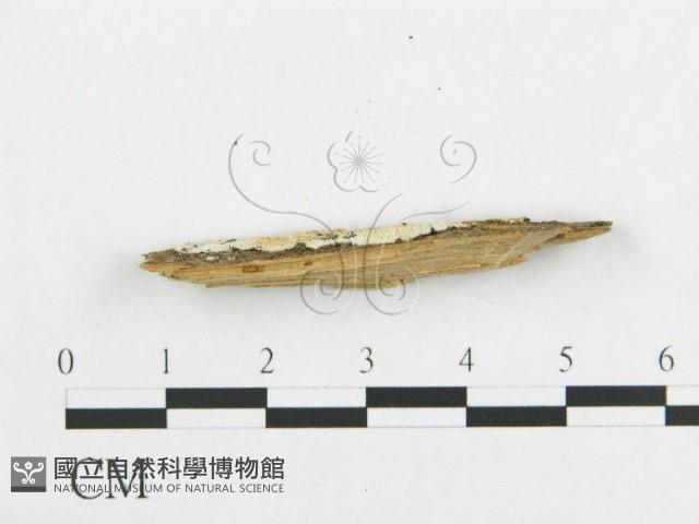 登錄號:F0019938藏品圖，第5張