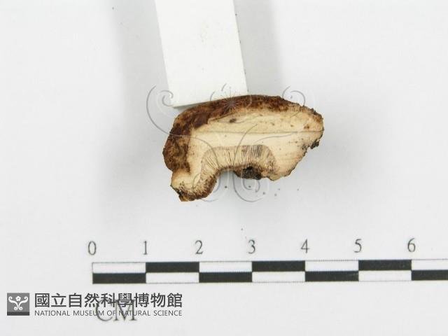 登錄號:F0005738藏品圖，第5張