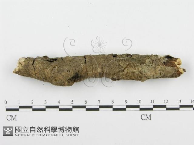 登錄號:F0001538藏品圖，第5張