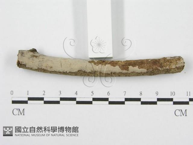 筍殼菌屬藏品圖，第5張