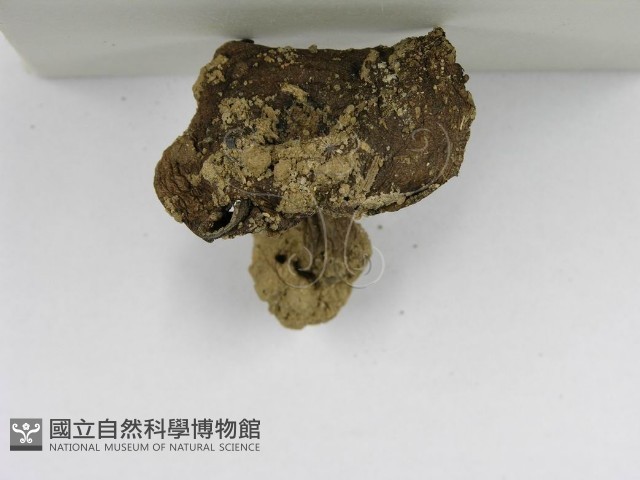 登錄號:F0002278藏品圖，第5張