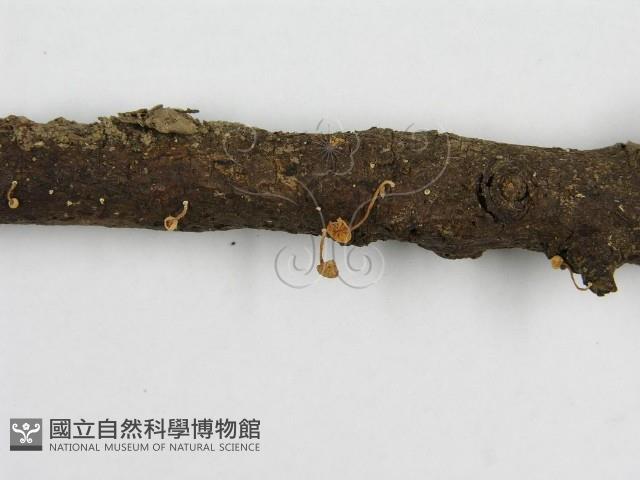 微皮傘屬藏品圖，第5張