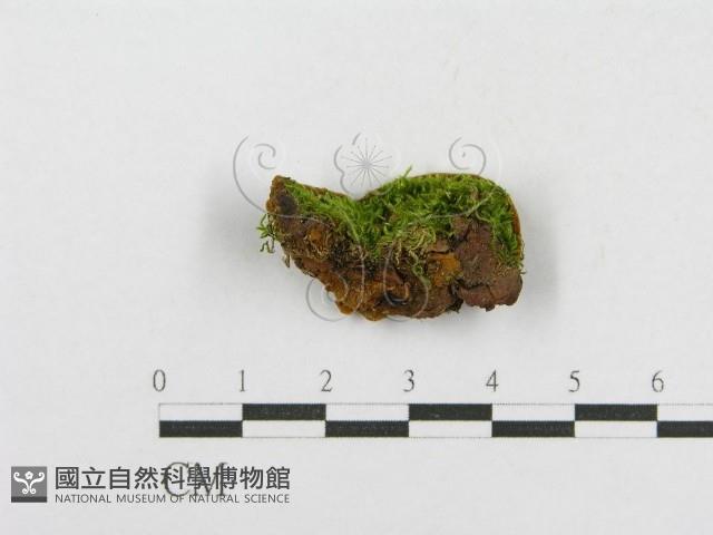 木層孔菌屬藏品圖，第5張
