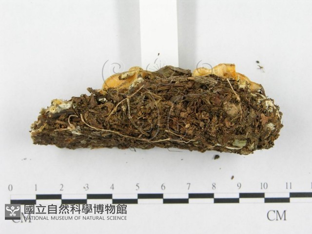 登錄號:F0008260藏品圖，第5張