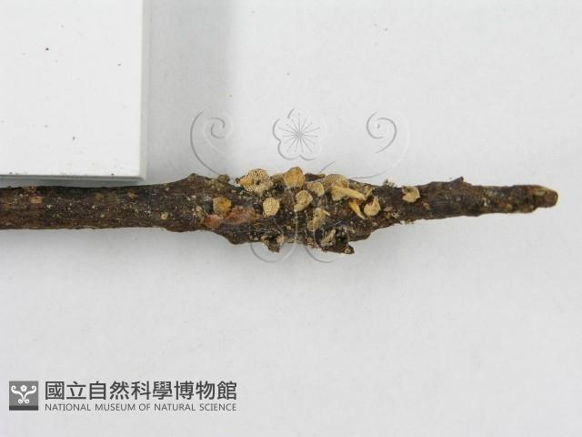 登錄號:F0011260藏品圖，第5張