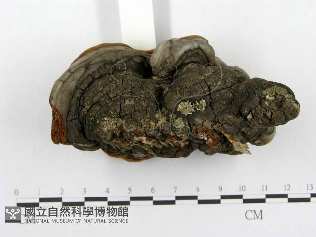 木層孔菌屬藏品圖，第5張