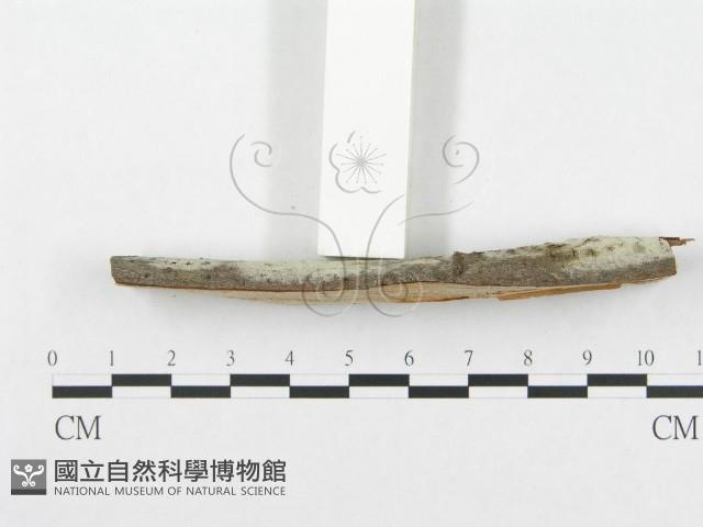 登錄號:F0001960藏品圖，第5張