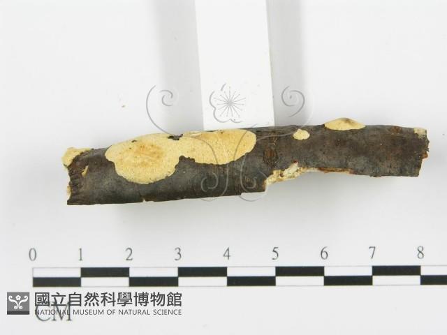 登錄號:F0017460藏品圖，第5張