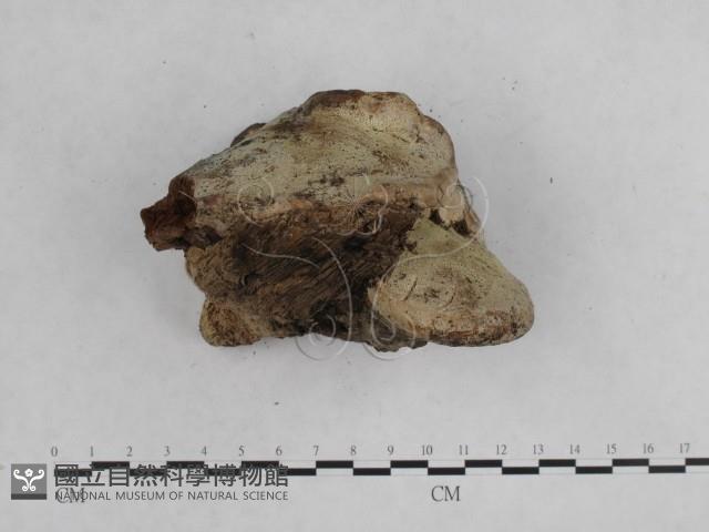 登錄號:F0014760藏品圖，第5張