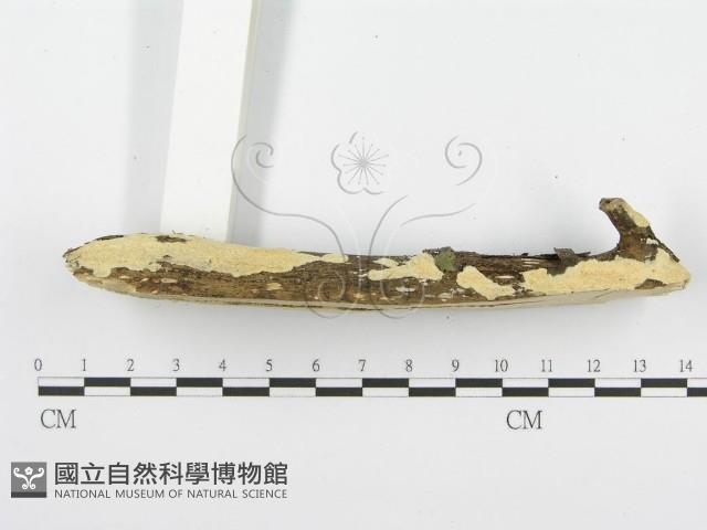 登錄號:F0001560藏品圖，第5張