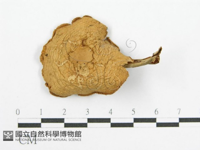登錄號:F0004920藏品圖，第5張