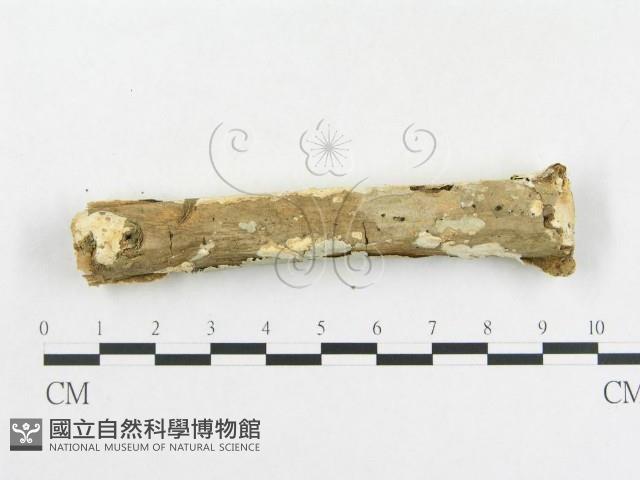 登錄號:F0007920藏品圖，第5張