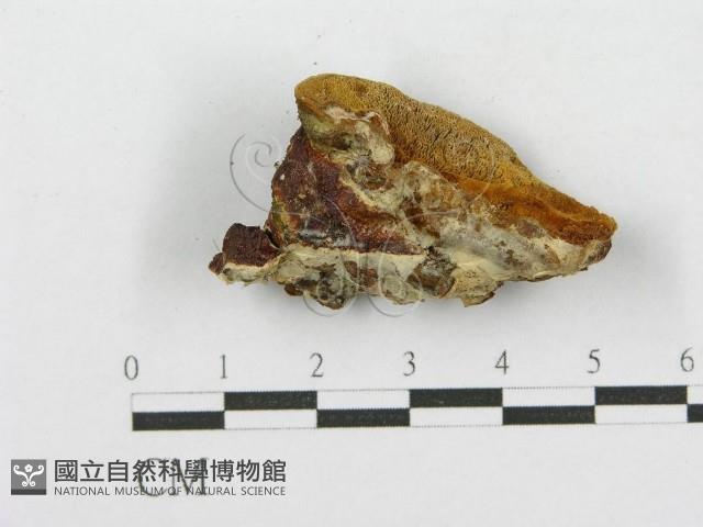 登錄號:F0017620藏品圖，第5張