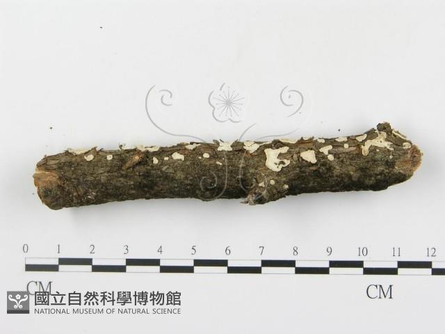 登錄號:F0013620藏品圖，第5張