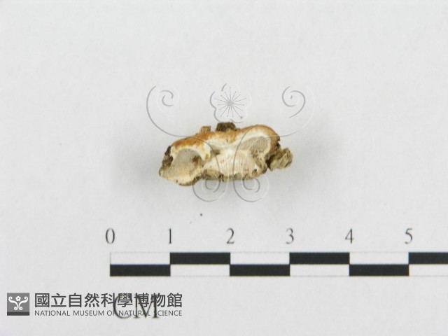 登錄號:F0017420藏品圖，第5張