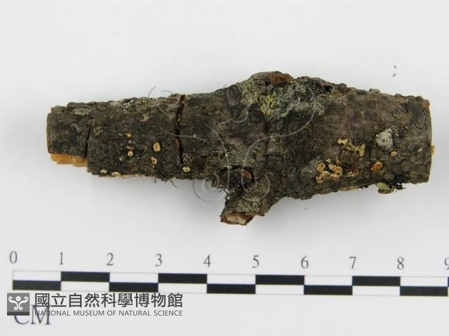 盤革菌屬藏品圖，第5張