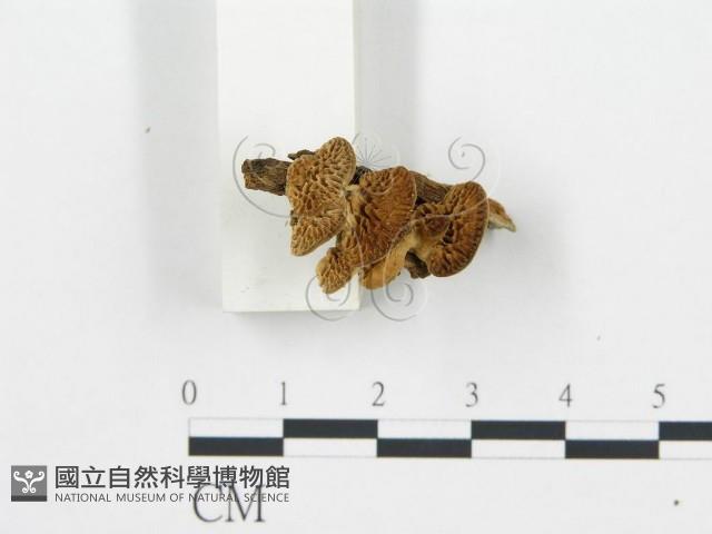 登錄號:F0006020藏品圖，第5張