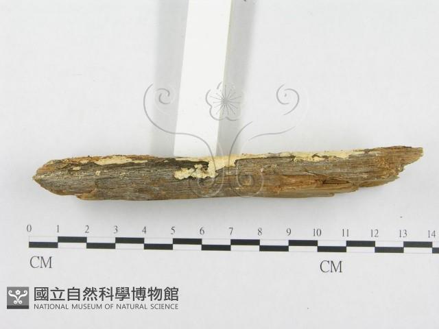 登錄號:F0014020藏品圖，第5張