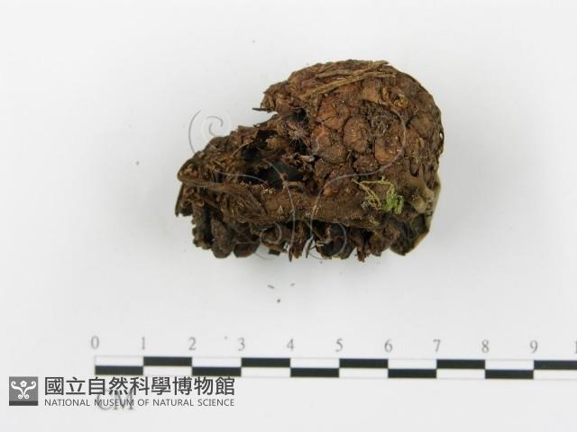 登錄號:F0018800藏品圖，第5張
